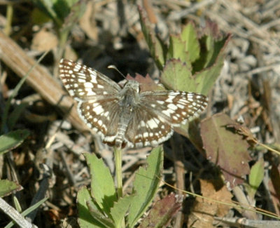 624NABAboerne 074commoncheckeredskipper.jpg