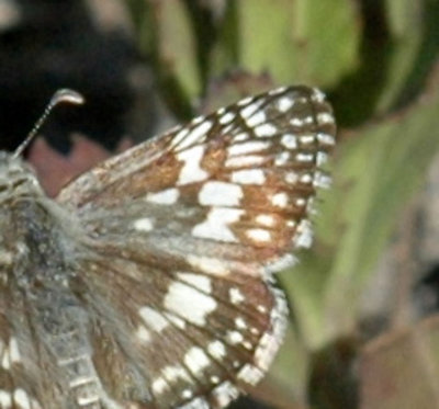 624NABAboerne 075commoncheckeredskipperHourglass.jpg