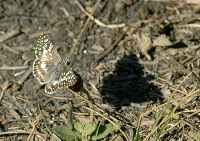 624NABAboerne 077commoncheckeredskipper.jpg