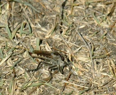 624NABAboerne 078robberfly.jpg