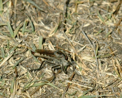 624NABAboerne 079robberfly.jpg