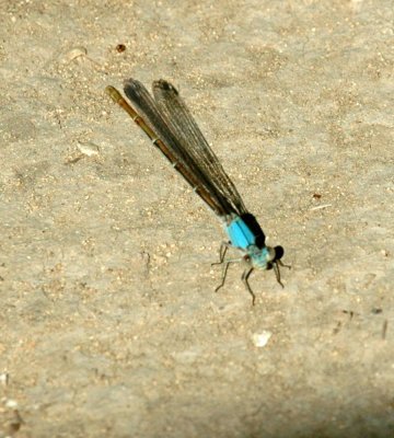 624NABAboerne 082damselflyTG.jpg