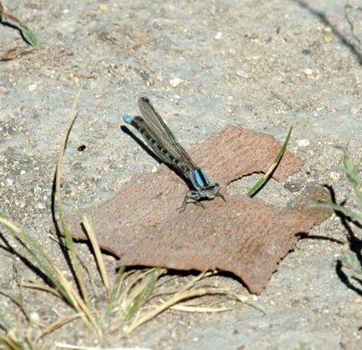 624NABAboerne 084damselTG.jpg
