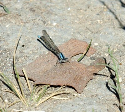 624NABAboerne 085damselTG.jpg