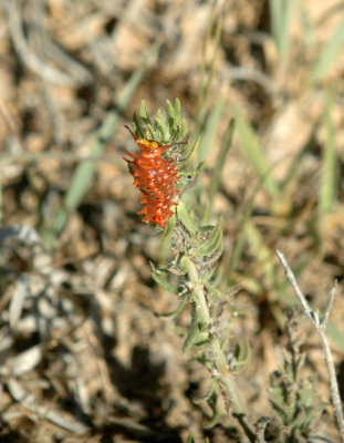 624NABAboerne 089pipevineswallowtaillarvae.jpg