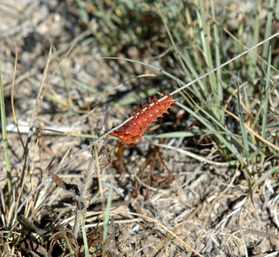 624NABAboerne 090pipevineswallowtaillarvae.jpg