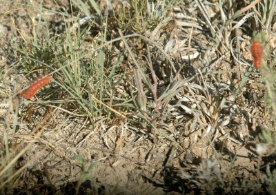 624NABAboerne 092pipevineswallowtaillarvae.jpg