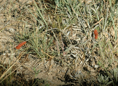 624NABAboerne 093pipevineswallowtaillarvae.jpg