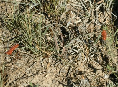 624NABAboerne 094pipevineswallowtaillarvae.jpg