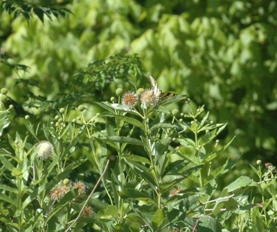 624NABAboerne 106tigerswallowtailSpied.jpg