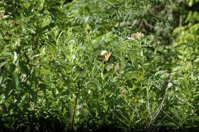 624NABAboerne 107tigerswallowtailSpied.jpg