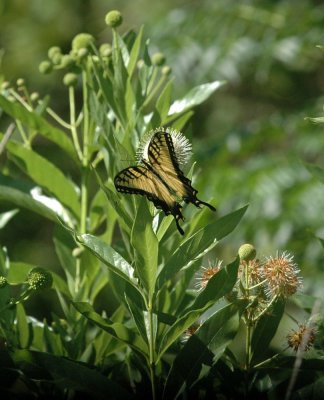 624NABAboerne 108tigerswallowtailSpied.jpg