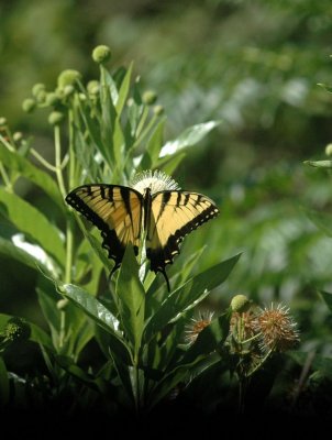 624NABAboerne 109tigerswallowtailSpied.jpg
