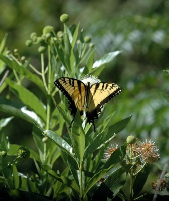 624NABAboerne 110tigerswallowtailSpied.jpg