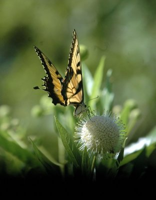 624NABAboerne 111tigerswallowtailSpied.jpg