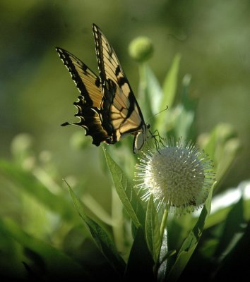 624NABAboerne 112tigerswallowtailSpied.jpg
