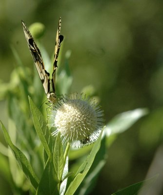 624NABAboerne 113tigerswallowtailSpied.jpg