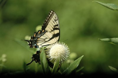 624NABAboerne 114tigerswallowtailSpied.jpg