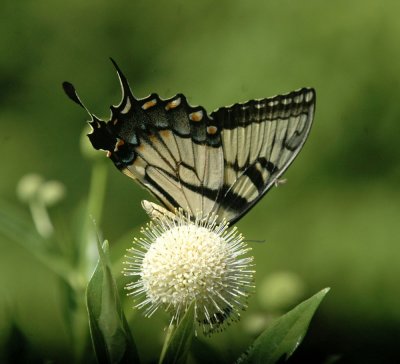 624NABAboerne 115tigerswallowtailSpied.jpg