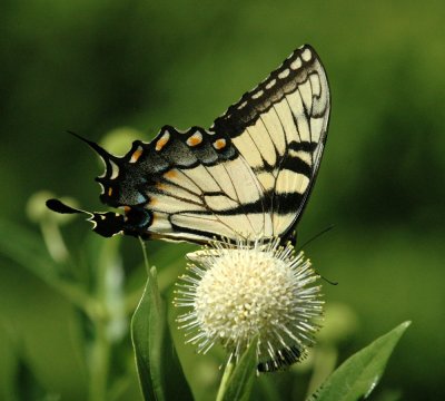 624NABAboerne 116tigerswallowtailSpied.jpg