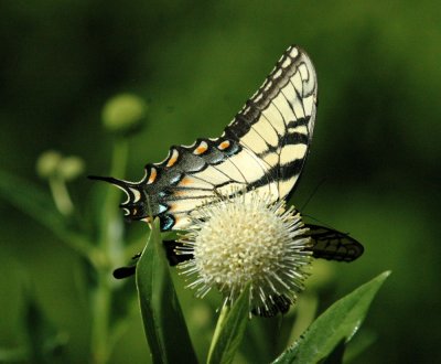 624NABAboerne 117tigerswallowtailSpied.jpg