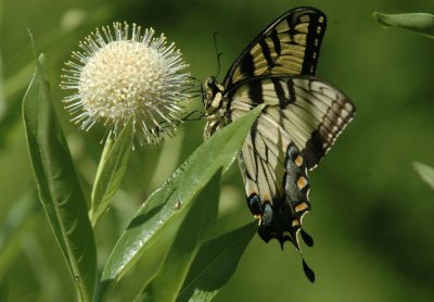 North American Butterfly Association Count NABA