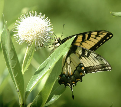 624NABAboerne 120tigerswallowtailSpied.jpg