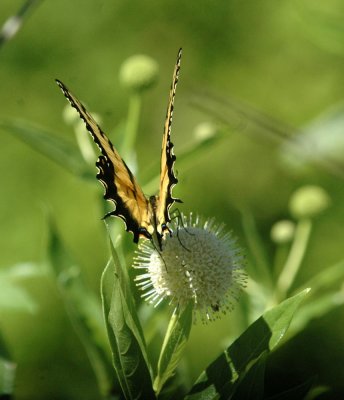 624NABAboerne 121tigerswallowtailSpied.jpg