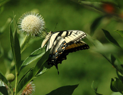 624NABAboerne 123tigerswallowtailSpied.jpg