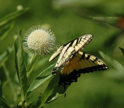 624NABAboerne 122tigerswallowtailSpied.jpg