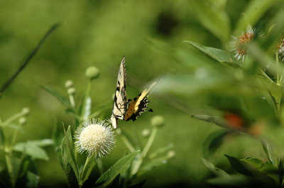 624NABAboerne 124tigerswallowtailSpied.jpg
