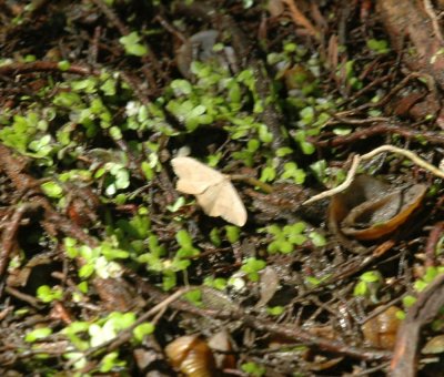 624NABAboerne 135mothcibolo.jpg