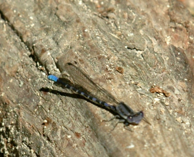 624NABAboerne 142kiowadancer.jpg