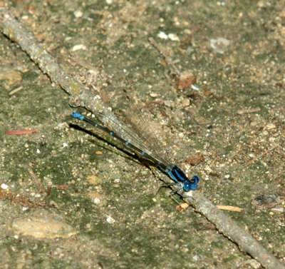 624NABAboerne 143blueringeddancer.jpg