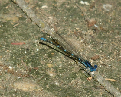 624NABAboerne 144blueringeddancer.jpg
