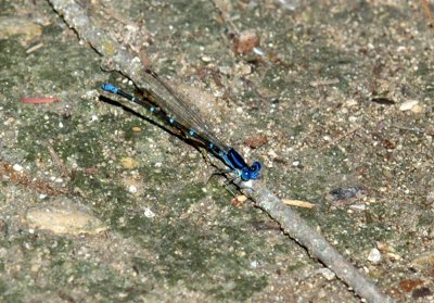 624NABAboerne 145blueringeddancer.jpg