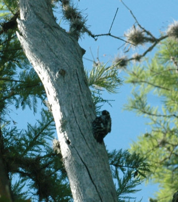 624NABAboerne 146downywoodpecker.jpg