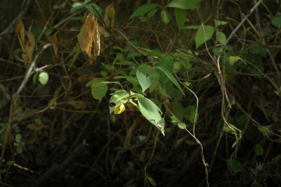 624NABAboerne 159spicebush.jpg