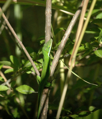 624NABAboerne 165lizardturnedgreen.jpg