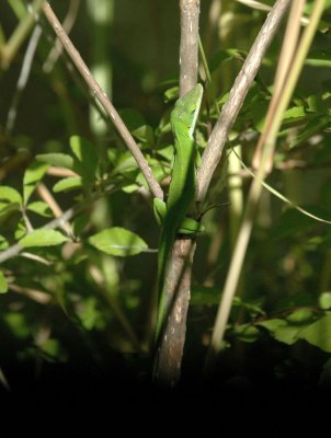 624NABAboerne 166lizardturnedgreen.jpg