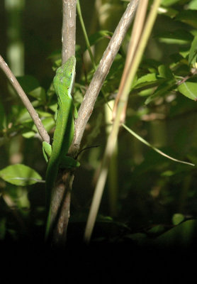 624NABAboerne 167lizardturnedgreen.jpg