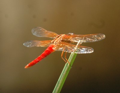 624NABAboerne 194neonskimmer.jpg