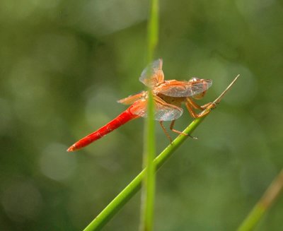 624NABAboerne 196neonskimmer.jpg