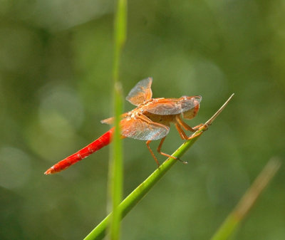 624NABAboerne 195neonskimmer.jpg
