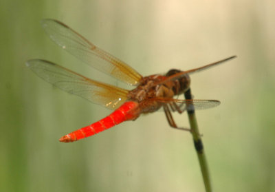 624NABAboerne 201neonskimmer.jpg
