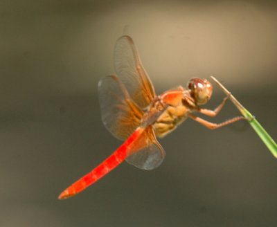 624NABAboerne 204neonskimmer.jpg