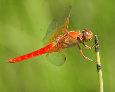 624NABAboerne 205neonskimmer.jpg