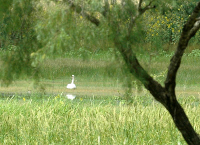 625fishhatchery 002muteswan.jpg