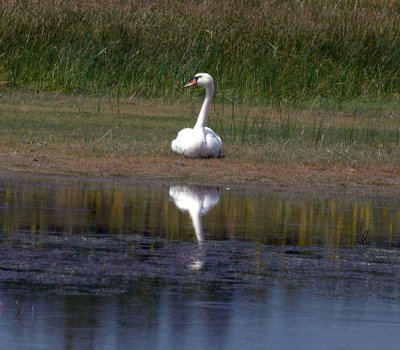 625fishhatchery 006muteswan.jpg