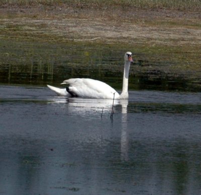 625fishhatchery 014muteswan.jpg